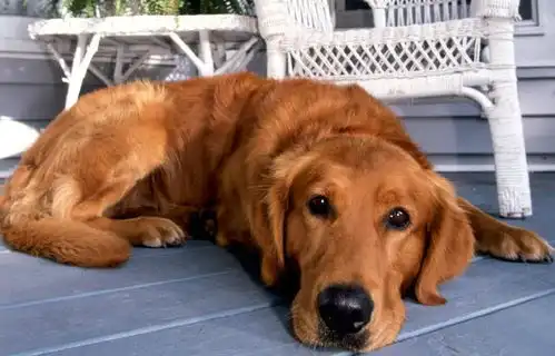  匀称,有力,活泼的金毛寻回犬