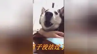  主人给小哈士奇洗澡,二哈的表情太逗了高清在线观看百度视频