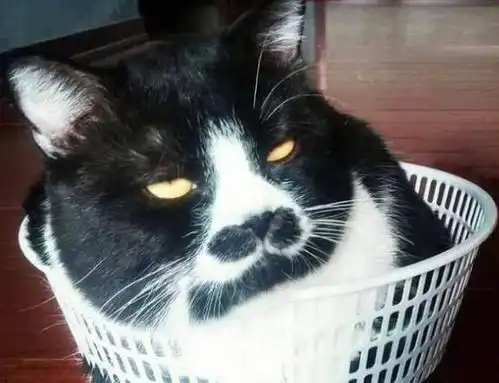 猫猫表情包高清朋友