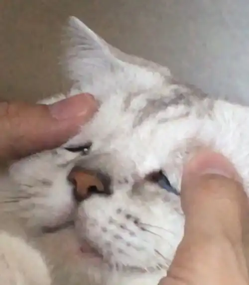  以猫为主的动物向表情包233333流量慎入