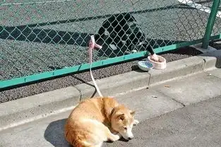  世界动物协会评出的最可爱的动物表情