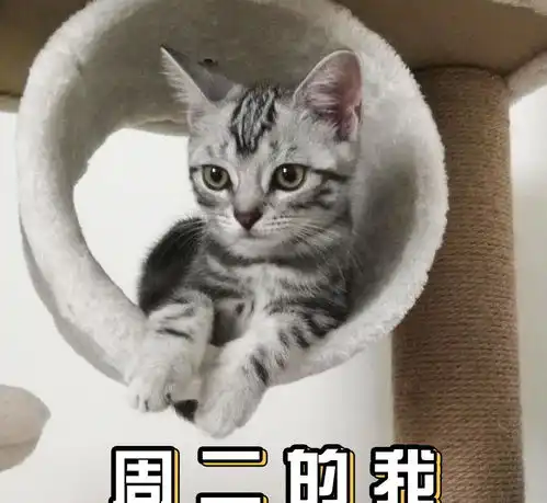  一大波喵星人表情包已经袭来超可爱小猫咪萌化你的心