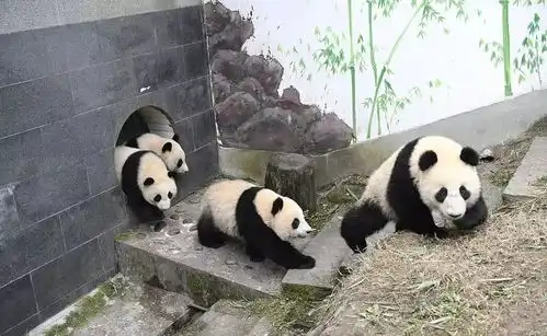  最萌吸猫之旅大熊猫国际生态旅游景区联盟成立