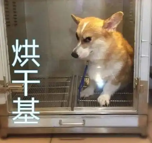  当柯基被铲屎官做成表情包,网友洗衣基和老司基我都要