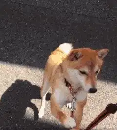  自从养了狗,都是女汉子