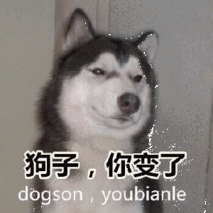  哈士奇表情包,天生自带表情包的傻狗二哈