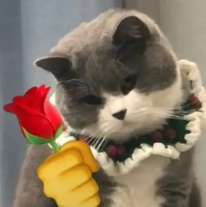  猫咪头拿花表情包合集