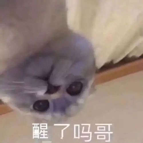  人见人爱的萌宠表情包
