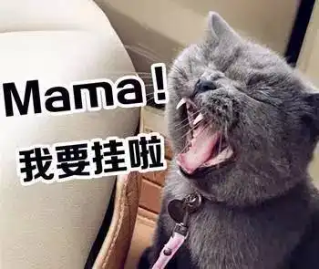  成精的喵星人,每天自己搭地铁出去玩耍还知道到点儿回家