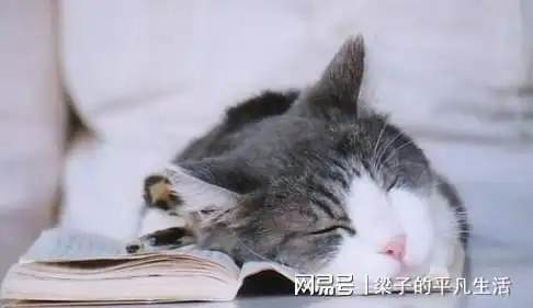  猫咪不为人知的6个秘密,你一个都不了解,那就白养了