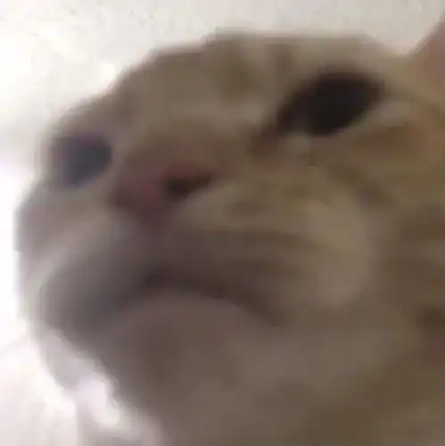  猫猫的死亡角度自拍大赛