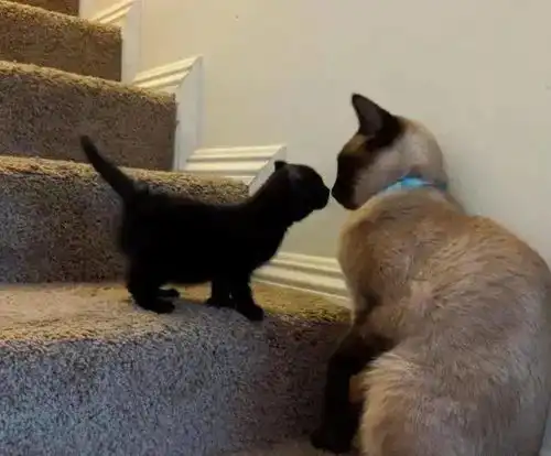  小黑猫因奇怪外表被家猫嫌弃,通过死缠烂打,成功获得喜欢