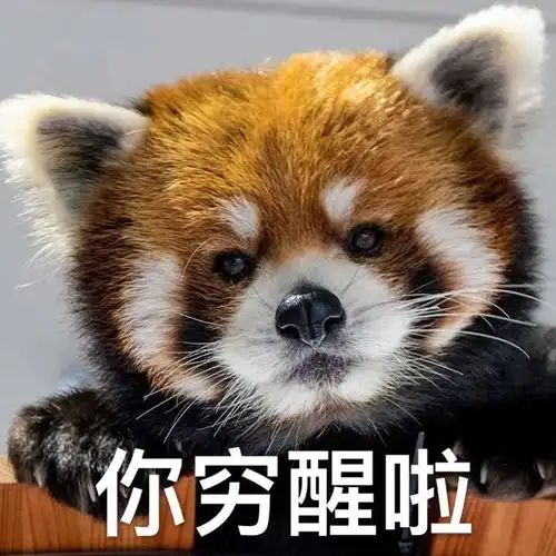 小红书表情包图片小熊猫