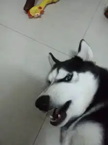  哈士奇我们不是狼的草稿,我们是移动的表情包