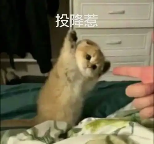 穿裙子的表情包投降