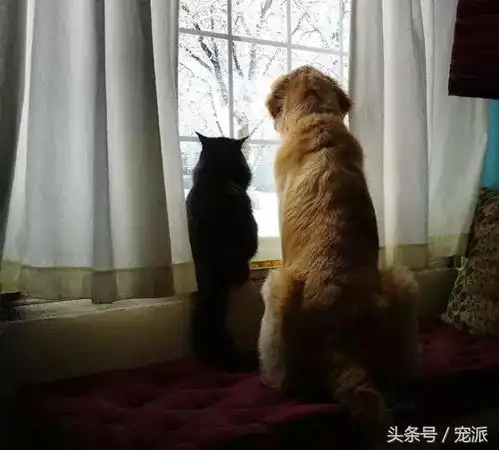  狗与猫在一起八年,猫死后,主人是这么解救狗的