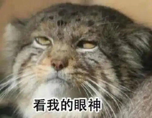  表情包看兔狲的小眼神自行体会