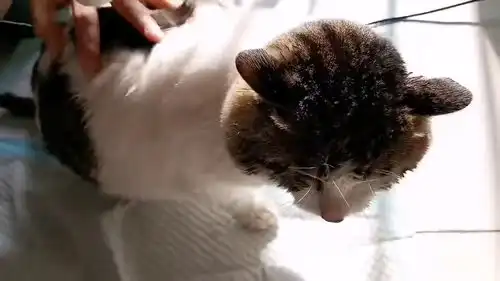  给猫咪洗澡吹毛毛,看这多么听话赶紧吹表情太逗了
