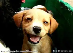  猫猫狗狗大集合,哪个最有趣有和