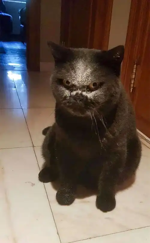  看起来乖巧的猫咪其实还有另一面,被抓拍时的表情好像怪物附体