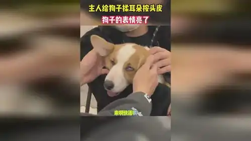  主人给狗子揉耳朵按头皮,狗子的表情亮了