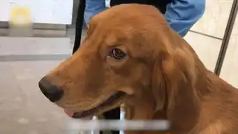  没想到你是这样的警犬看到小姐姐竟忘了工作,还跑过去......