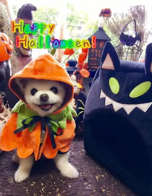  日本网红狗俊介去世,年15岁明星宠物身价曝光