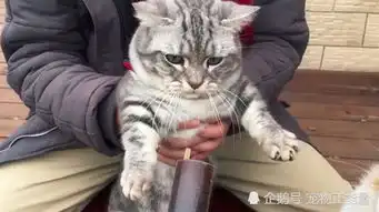  主人给猫咪喂零食,却被狗狗跑上来截胡,猫咪最后的表情太经典