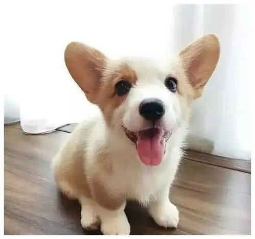 微信举手表情包柯基犬