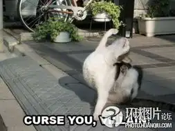  囧猫的23种极致表情