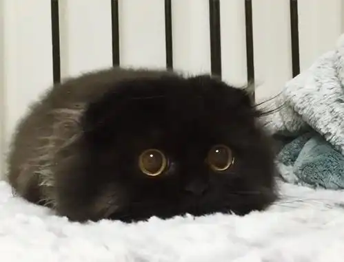  黑猫代表着厄运看了这些网友晒图,你可能会改变看法