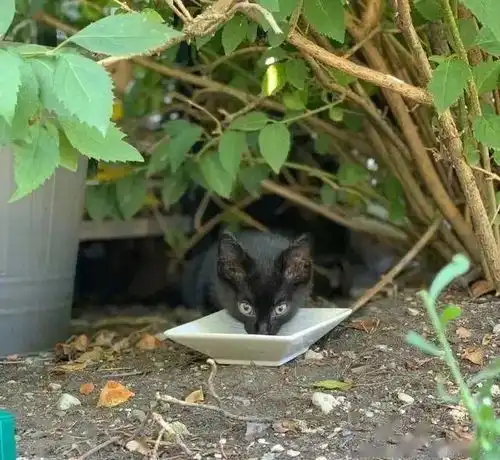  露台上每天一碗水,愿者上钩,竟真的钓来了一只萌萌小黑猫