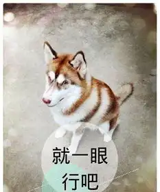  哈士奇为什么表情,哈士奇qq表情,哈士奇表情