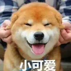 一只柴犬抱着鱼表情包养