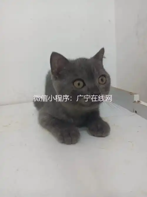  英短蓝白卷毛狗蓝猫矮脚长毛金,低价出售公猫卷毛狗宠物领养广宁县母猫狗狗蓝猫手机网易网