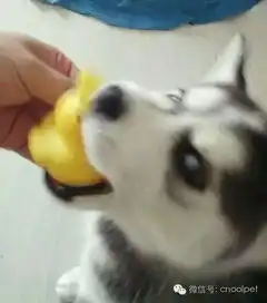  哈士奇长大后,画风突变,萌萌的小狗变成猥琐二哈