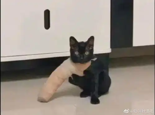 小黑猫的表情包出过