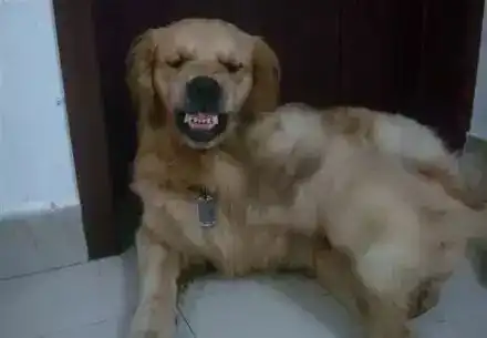小黑猫的表情包金毛