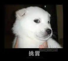  狗十猫表情