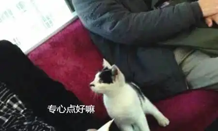  地铁上十分安静,突然蹿出一只猫咪,随后的举动让人捂脸