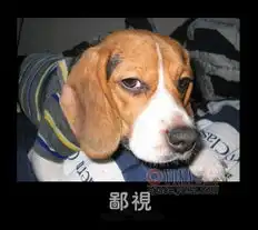 狗十猫表情邱之q的时尚图片yoka时尚空间