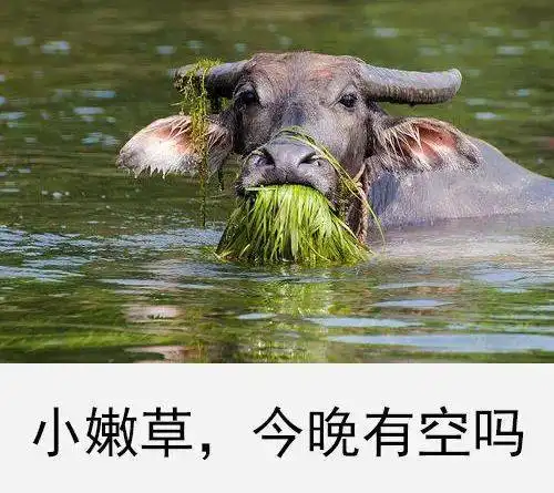  沙雕表情包i我觉得你是个sb