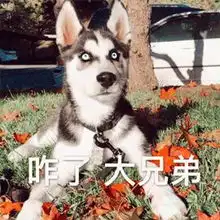  看了都挺好发现每个养狗人身边都有个苏大强