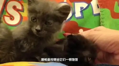  救助工厂里流浪的小黑猫一家