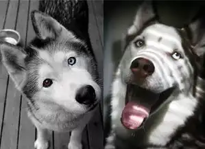 来一波哈士奇魔性表情包,喜欢的收好了 来一波哈士奇魔性表情包,喜欢的收好了