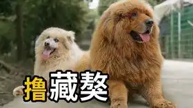  阿q亲自动手帮乖乖理发,剪完以后果然大变样啊