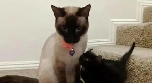 小黑猫因奇怪外表被家猫嫌弃,通过死缠烂打,成功获得喜欢