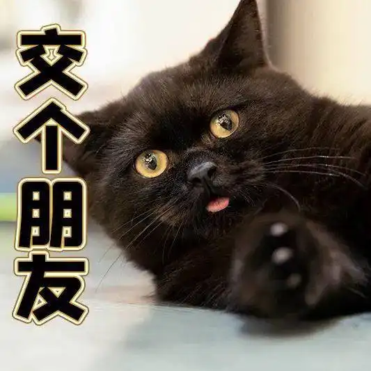  对不起我一口气吃了6只猫