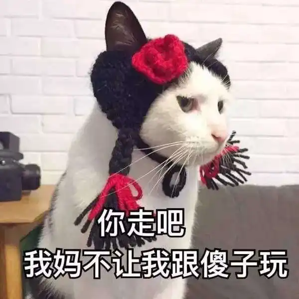  猫咪搞怪高清表情包
