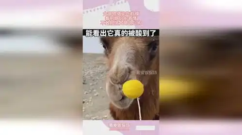  大哥给骆驼吃柠檬,看到随后的表情,不敢相信大哥这么狗